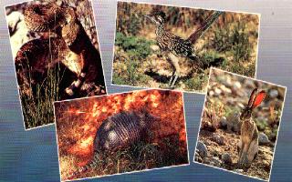 critterstx.JPG (22760 bytes)