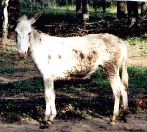 poquita.JPG (22952 bytes)